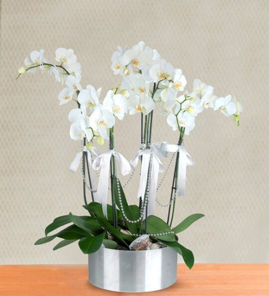 5-dal-beyaz-orkide-aranjmani-at353-1-8d46a363ee36ec2-80933a56