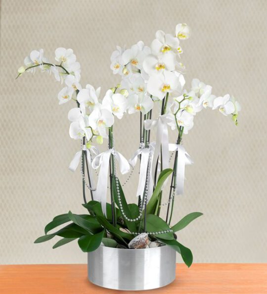 6-dal-beyaz-orkide-aranjmani-at3490-1-8d4b4c035f733e1-80978311