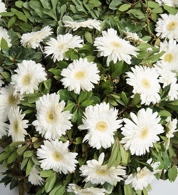 beyaz-gerbera-cenaze-celengi-se229-1-8d42e7497c41f44-35a8c2bc