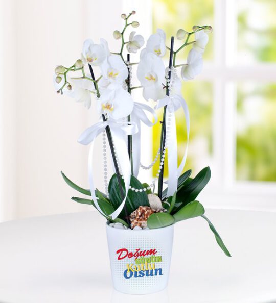 dogum-gunu-tebrikli-3-dal-phalaenopsis-orkide-at3121-1-636020970585326761 (1)