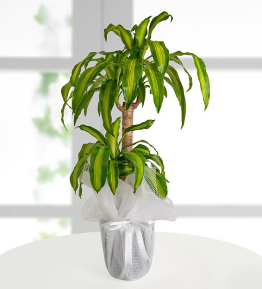 dracena-massengena-ikili-bt109-1-5