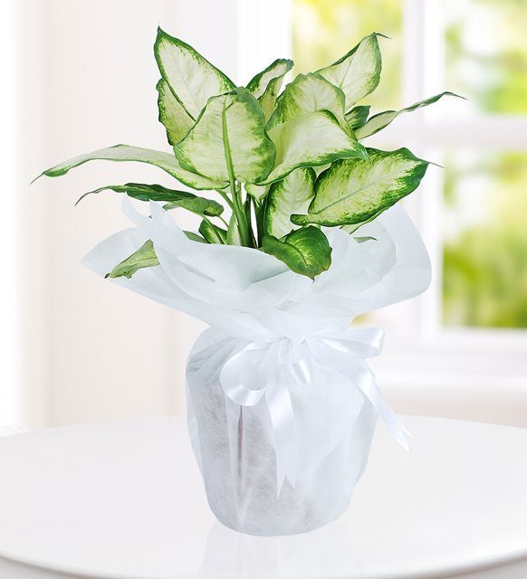 ev-ve-ofis-ortaminda-bakmak-icin-ideal-bitki-dieffenbachia-at130-1-3