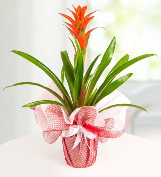 guzmania-at2317-1-6