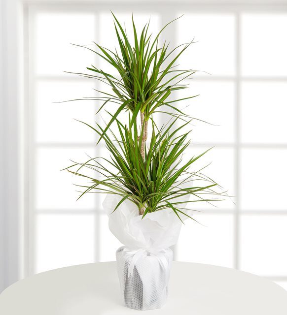 ikili-dracena-marginata-at962-1-6