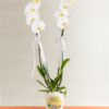 kisiye-ozel-saksida-cift-dal-phalaenopsis-orkide-at3447-1-8d43649a515925f-2a63bbed