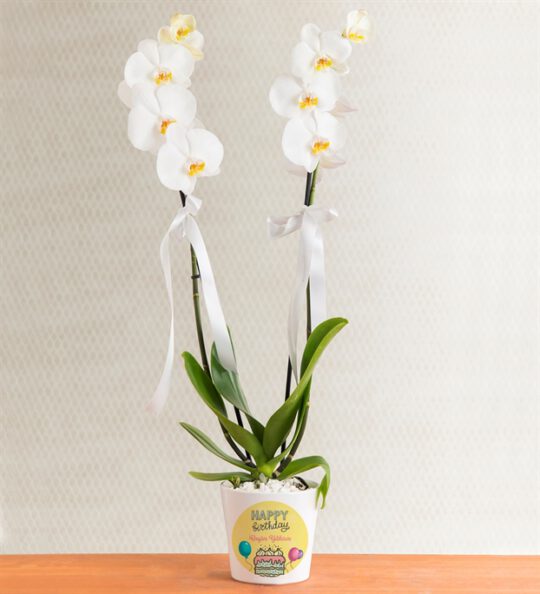 kisiye-ozel-saksida-cift-dal-phalaenopsis-orkide-at3447-1-8d43649a515925f-2a63bbed