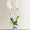kisiye-ozel-saksida-cift-dal-phalaenopsis-orkide-at3447-1-8d43649a6577028-b2e85751