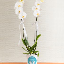 Kişiye Özel Saksıda Çift Dal Phalaenopsis Orkide - Görsel 3