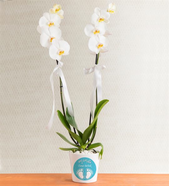 kisiye-ozel-saksida-cift-dal-phalaenopsis-orkide-at3447-1-8d43649a6577028-b2e85751