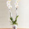 kisiye-ozel-saksida-cift-dal-phalaenopsis-orkide-at3447-1-8d46497ee54e68c-5860d045