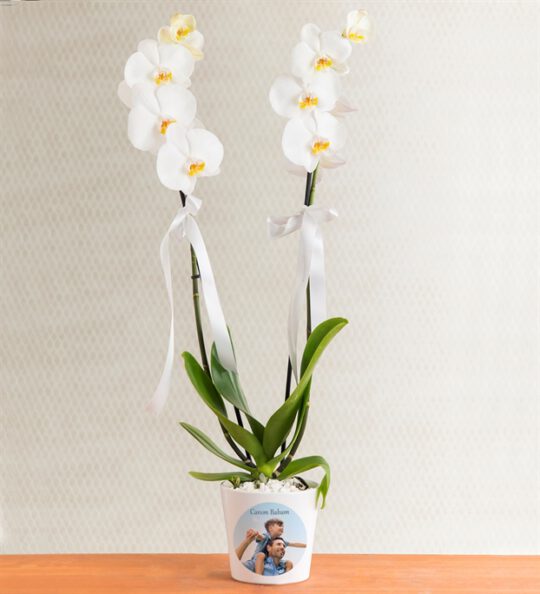 kisiye-ozel-saksida-cift-dal-phalaenopsis-orkide-at3447-1-8d46497ee54e68c-5860d045