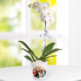Kişiye Özel Saksıda Tek Dal Phalaenopsis Orkide - Görsel 4