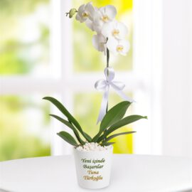 Kişiye Özel Saksıda Tek Dal Phalaenopsis Orkide - Görsel 3