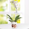 kisiye-ozel-saksida-tek-dal-phalaenopsis-orkide-at3448-1-8d43649ebdd6be6-bfcffd6d