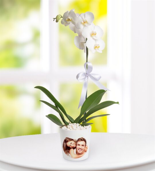 kisiye-ozel-saksida-tek-dal-phalaenopsis-orkide-at3448-1-8d43649ebdd6be6-bfcffd6d