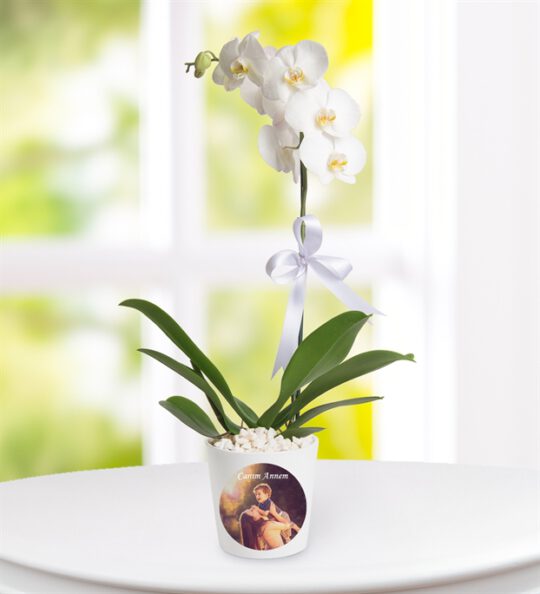 kisiye-ozel-saksida-tek-dal-phalaenopsis-orkide-at3448-1-8d46497ad57bd5f-8402fc92