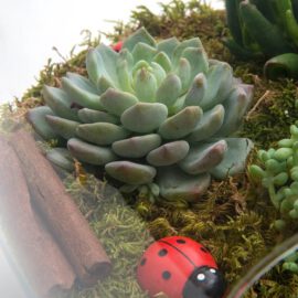 Meltem Terrarium - Görsel 5