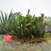 meltem-terrarium-via131-1-8d3ed070d8026a6-d6eca3c9