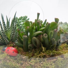 Meltem Terrarium - Görsel 3