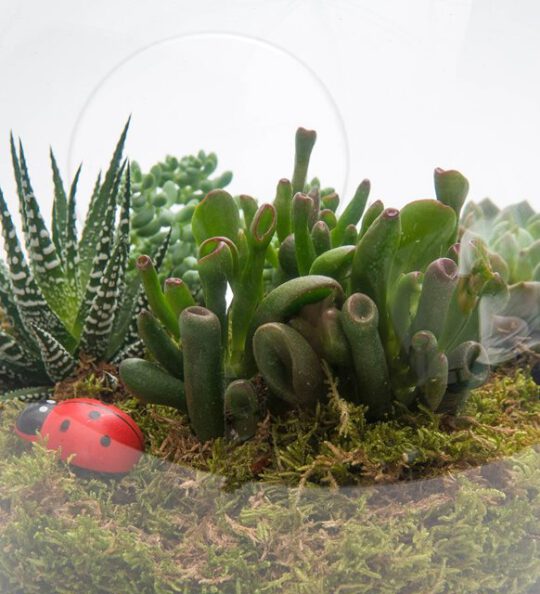 meltem-terrarium-via131-1-8d3ed070d8026a6-d6eca3c9