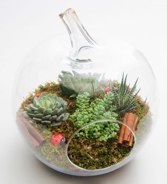 meltem-terrarium-via131-1-8d3ed0716ba9e71-193c00ad