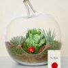 meltem-terrarium-via131-1-8d3ed07291a5d9a-1d376275