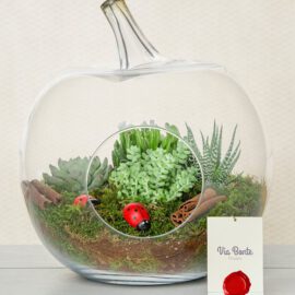 Meltem Terrarium - Görsel 4