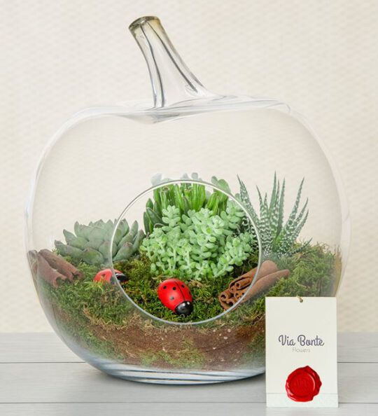 meltem-terrarium-via131-1-8d3ed07291a5d9a-1d376275