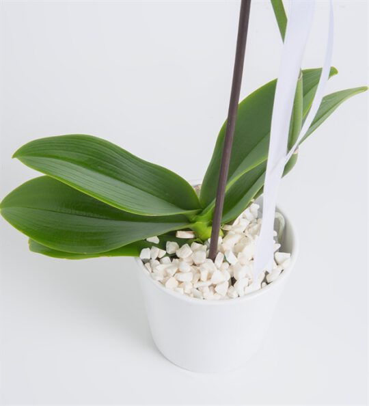 phalaenopsis-orkide-cicegi-at192-1-8d428258396d407-71e4deef