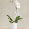 phalaenopsis-orkide-cicegi-at192-1-8d46a36213a7bce-57c6ccf4