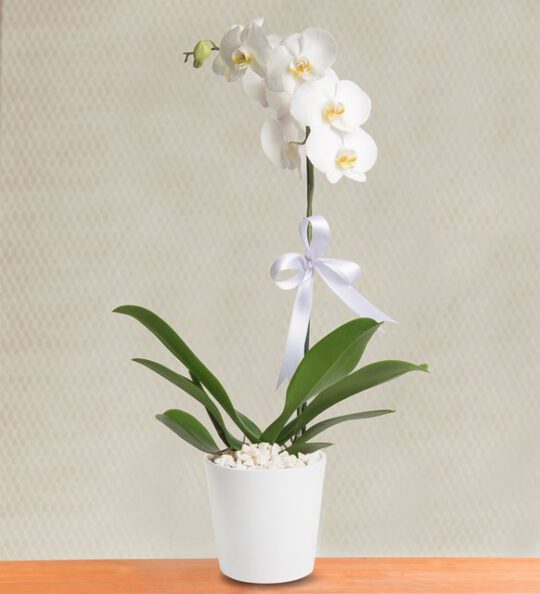 phalaenopsis-orkide-cicegi-at192-1-8d46a36213a7bce-57c6ccf4