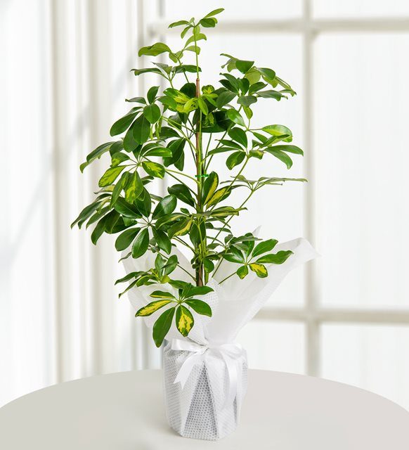 schefflera-at965-1-4