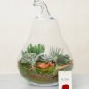 yildiz-terrarium-via128-1-8d3ecfdb3d35c06-a21a7fb3