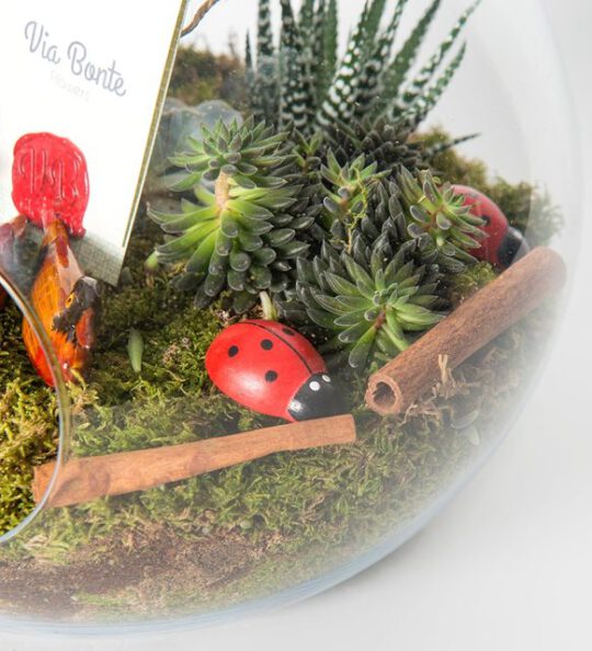 yildiz-terrarium-via128-1-8d3ecfdc28dee39-875437a7