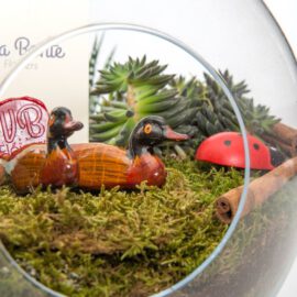 Yıldız Terrarium - Görsel 5