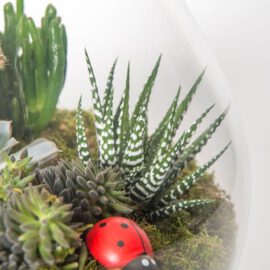 Yıldız Terrarium - Görsel 3