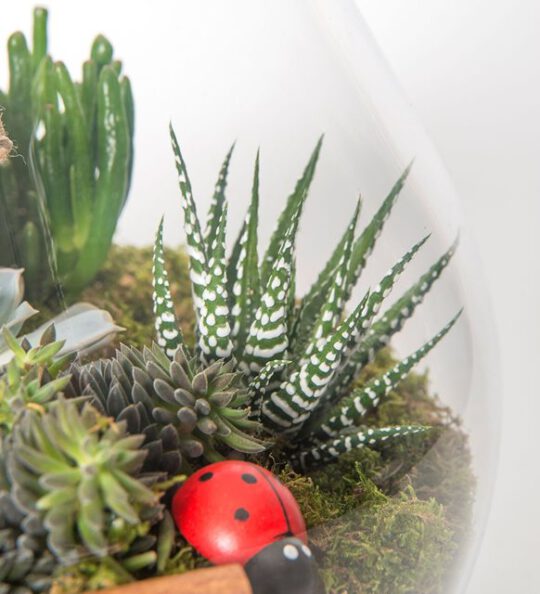 yildiz-terrarium-via128-1-8d3ed055cb7f26f-8c085ced