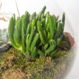 Yıldız Terrarium - Görsel 4